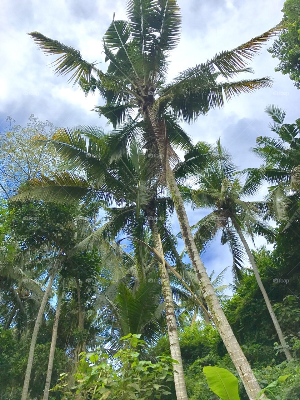 Palms