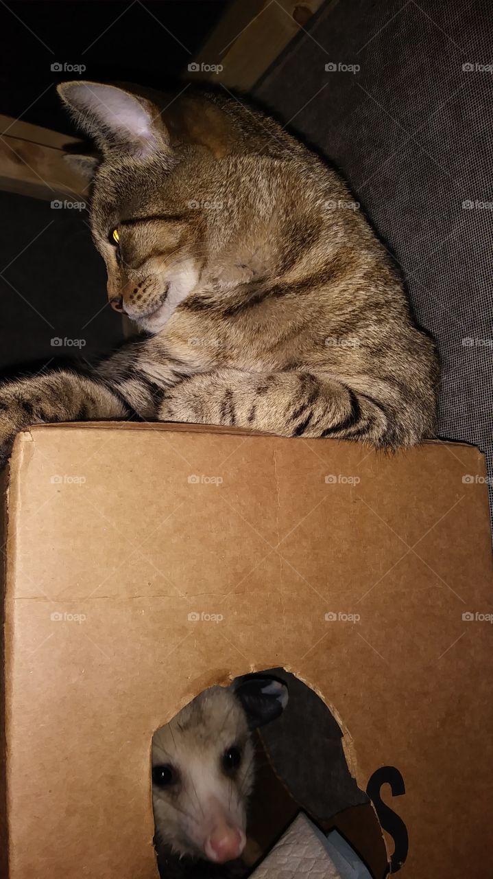 Carolina and big boy in window box