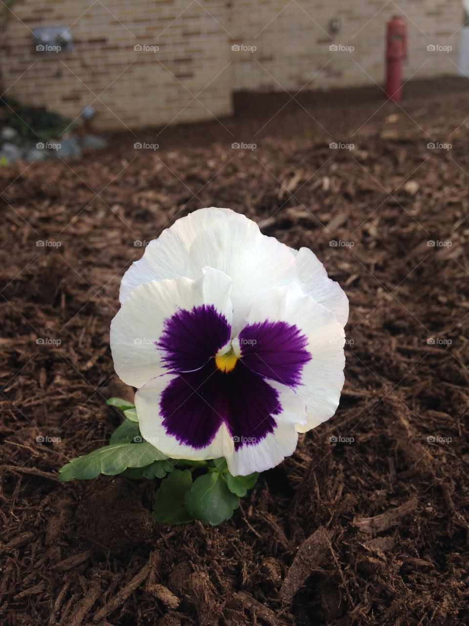 Pansy