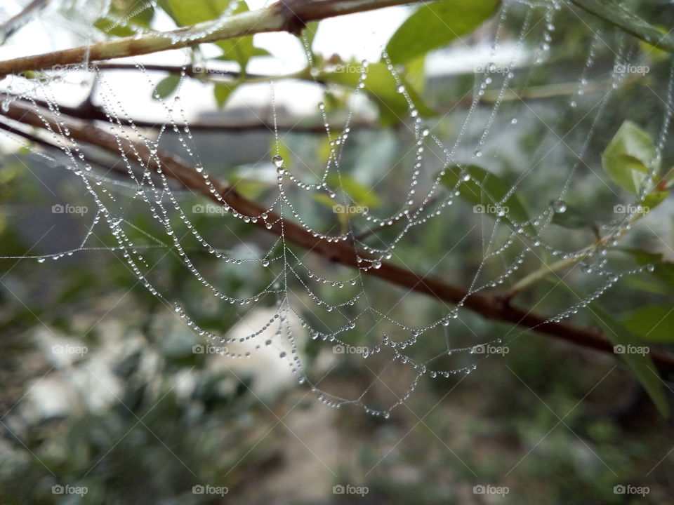 spiderweb on Plant