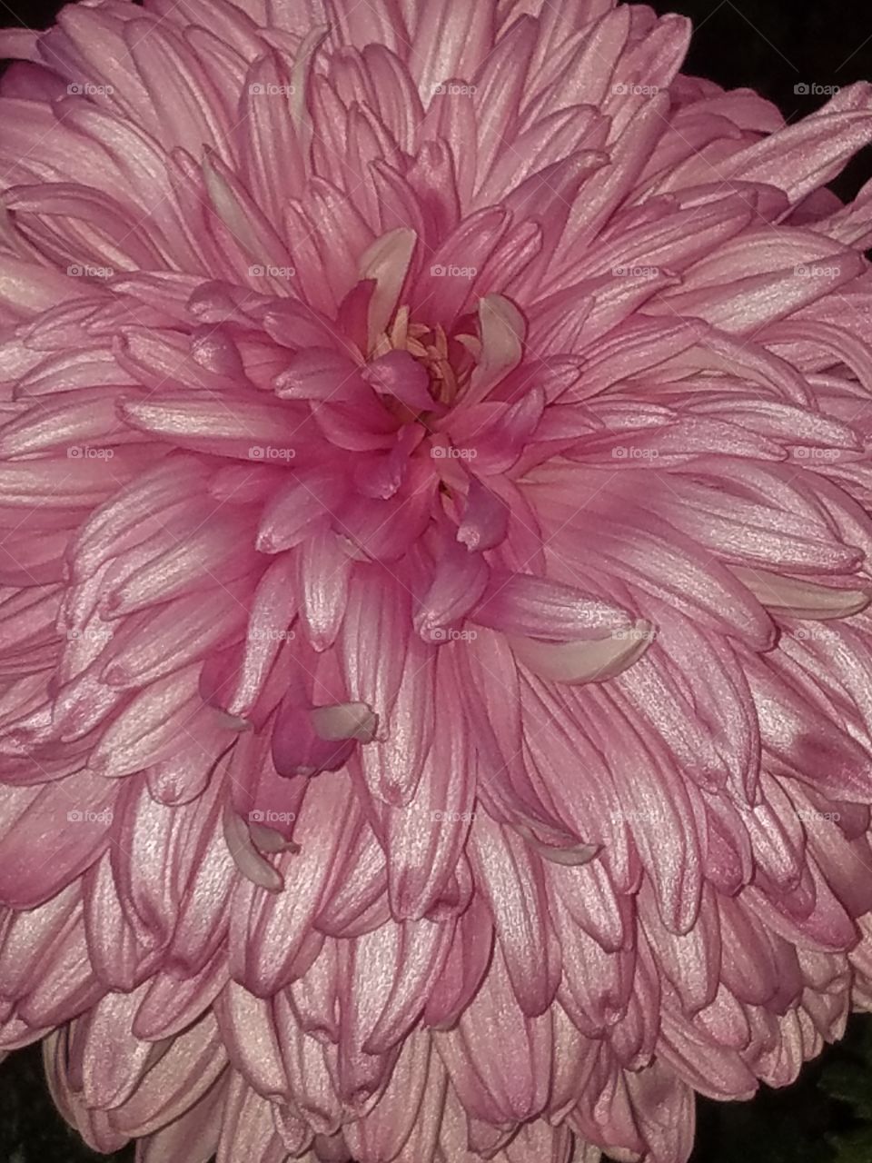 pink chrysanthemum