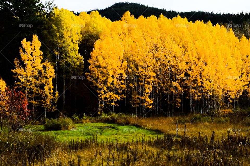 Fall, Wood, Landscape, Tree, Leaf