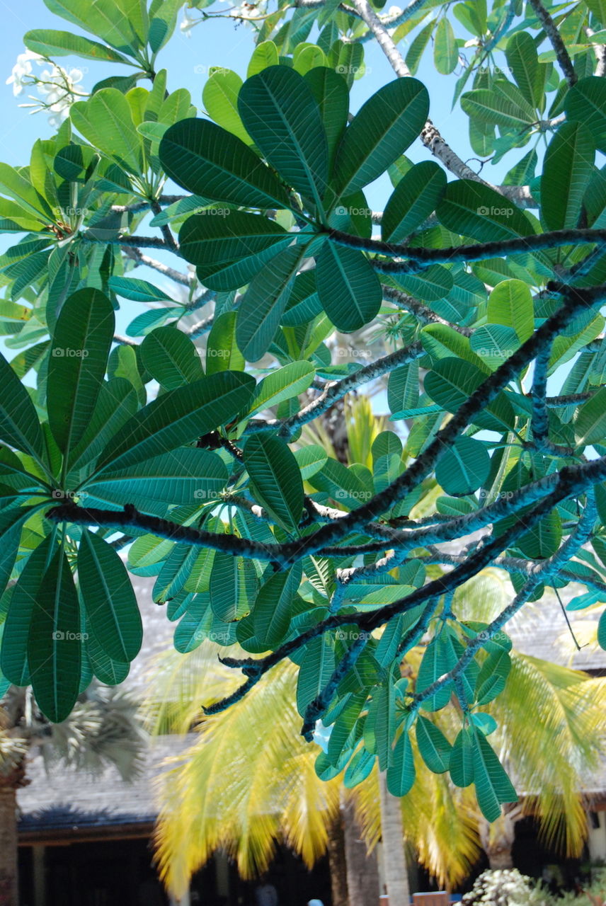 Under a tropical tree