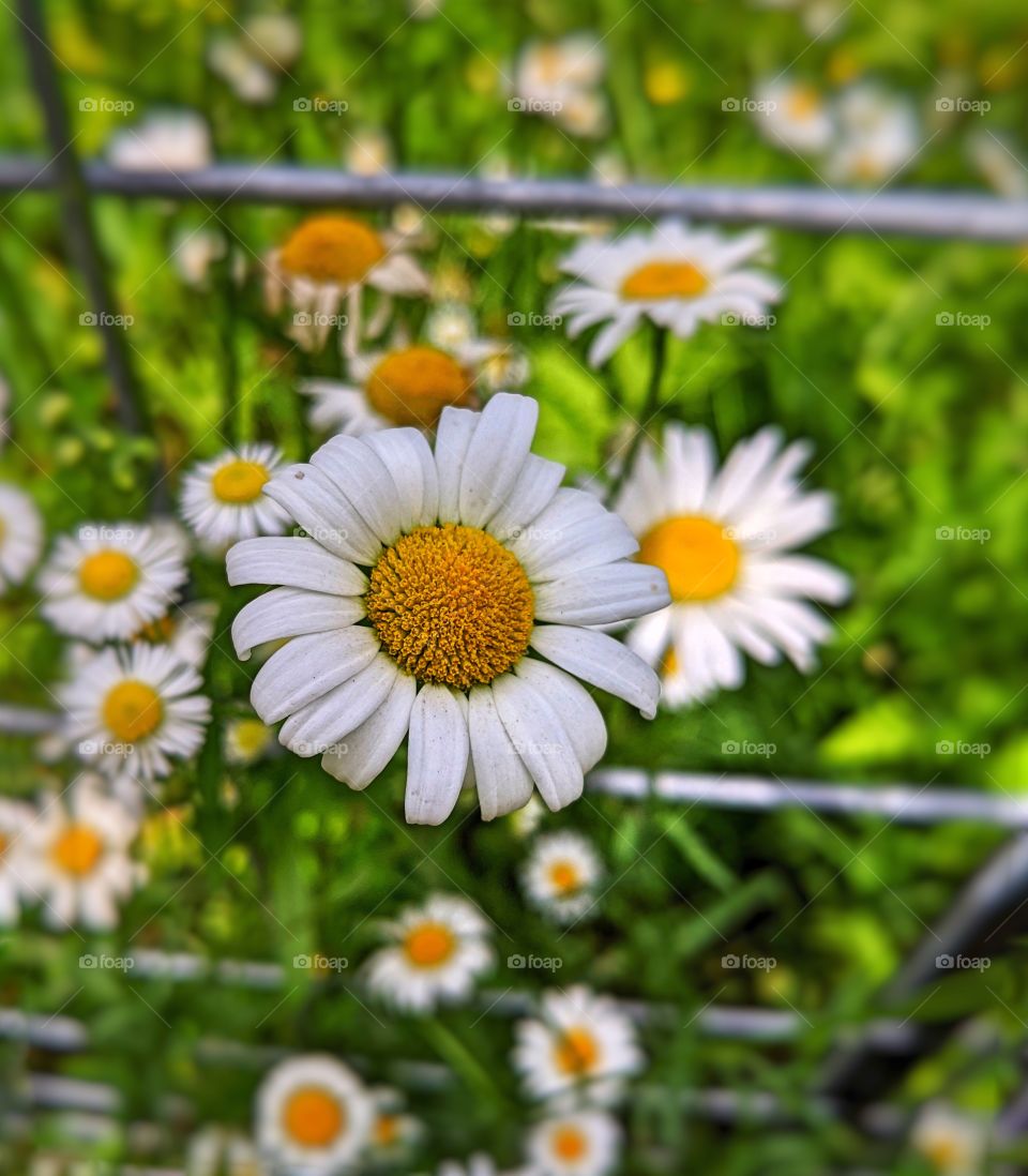 A group of Daisy's