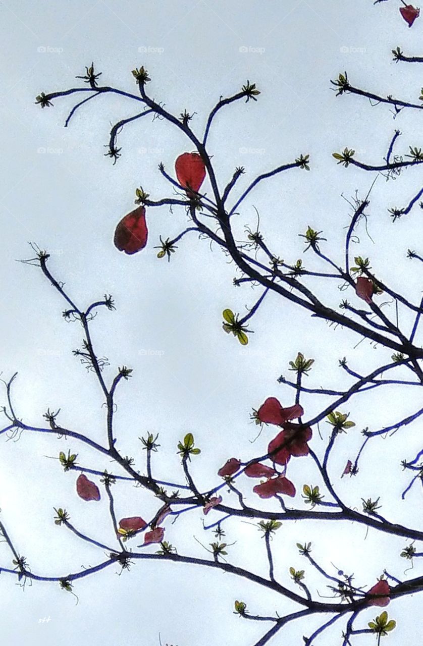 In subtropical place has no snow in winter, it only snows in the mountains. so you can find a tree's leaves have two  colors in spring.the red leaves have not yet fallen, the new green leaves bud already sprout.This is a beautiful closeup in spring