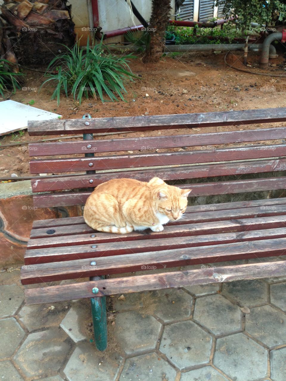 Sitting cat 🐱 
