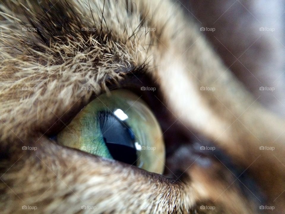 Cats eye