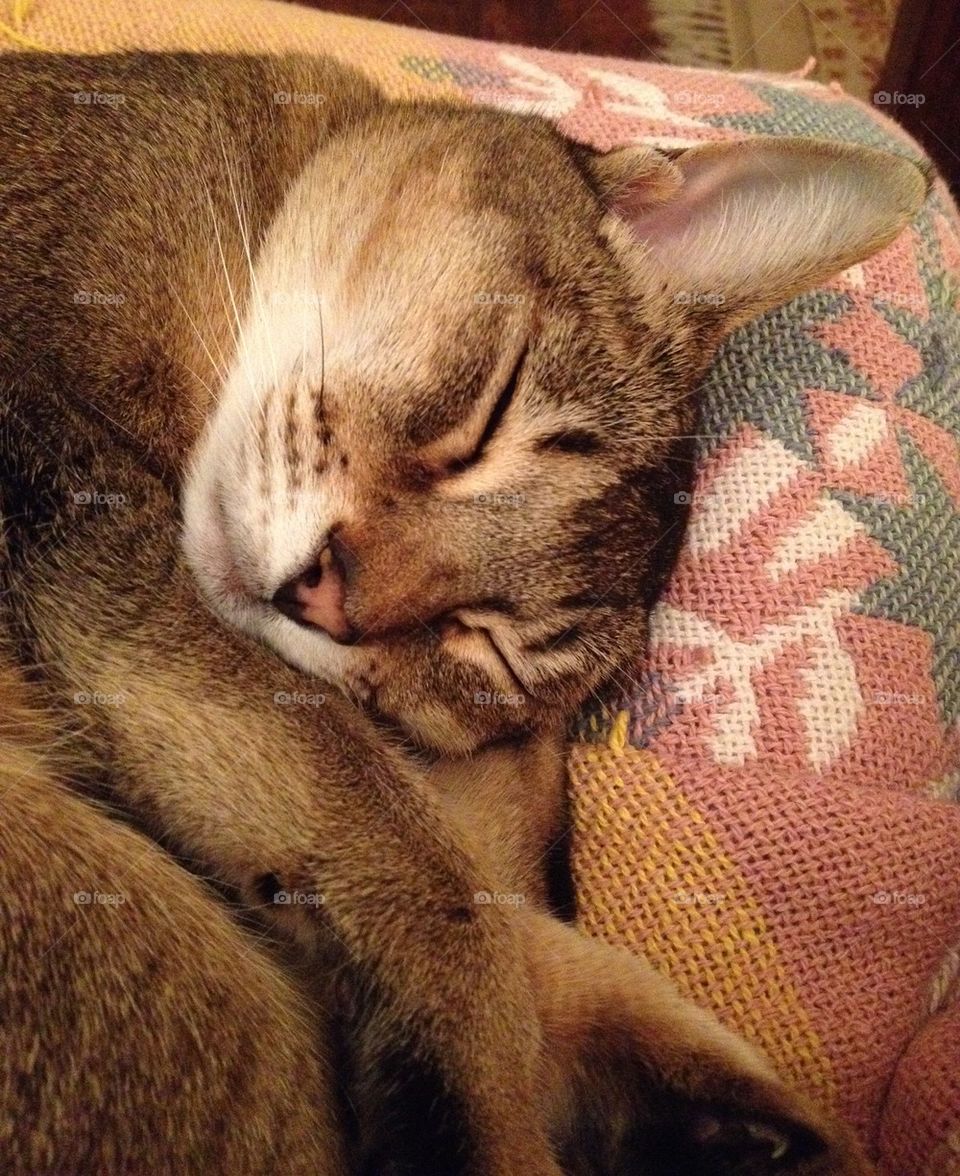 Abyssinian cat