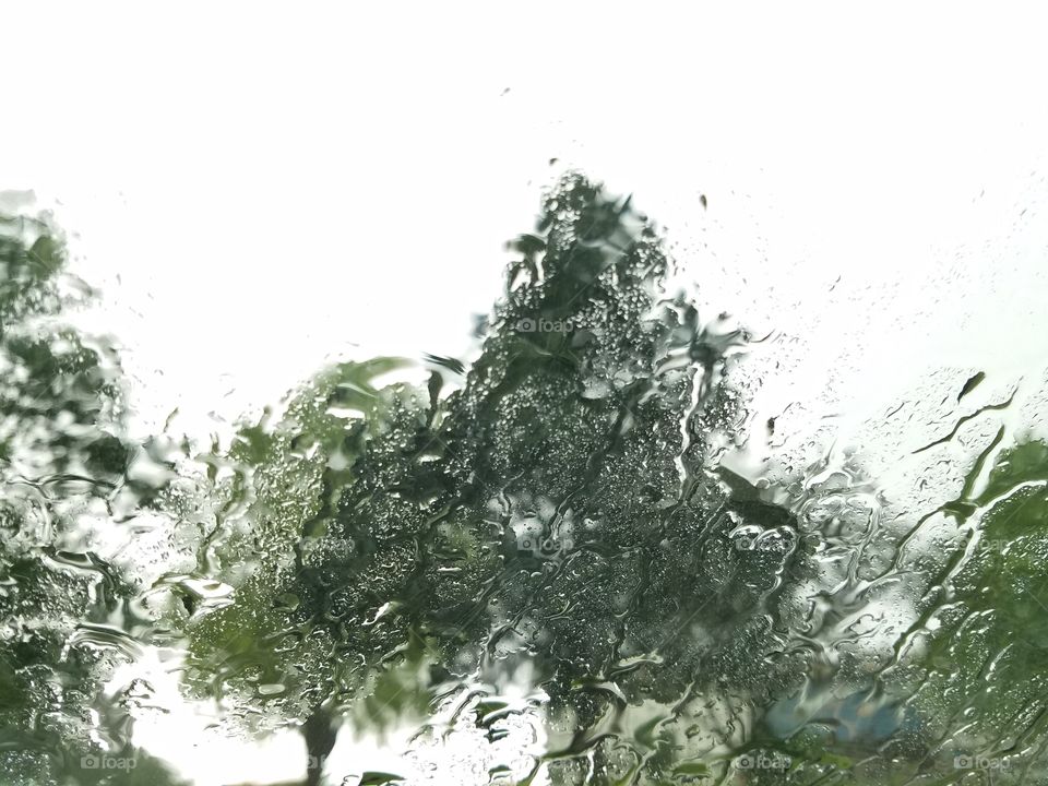 Nature, Leaf, Tree, Desktop, No Person