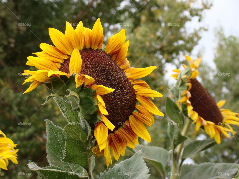 Sunflowers 