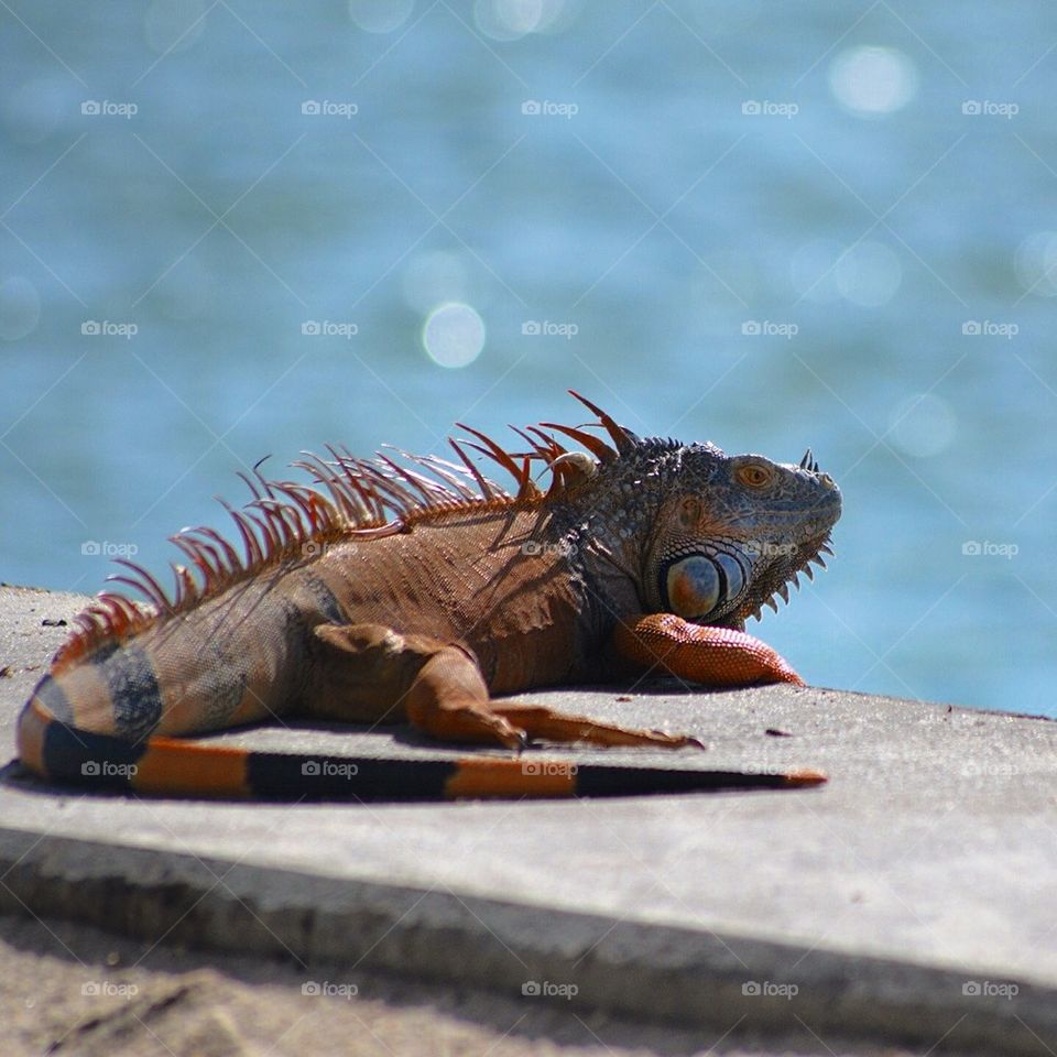 Sunbathing iguana 