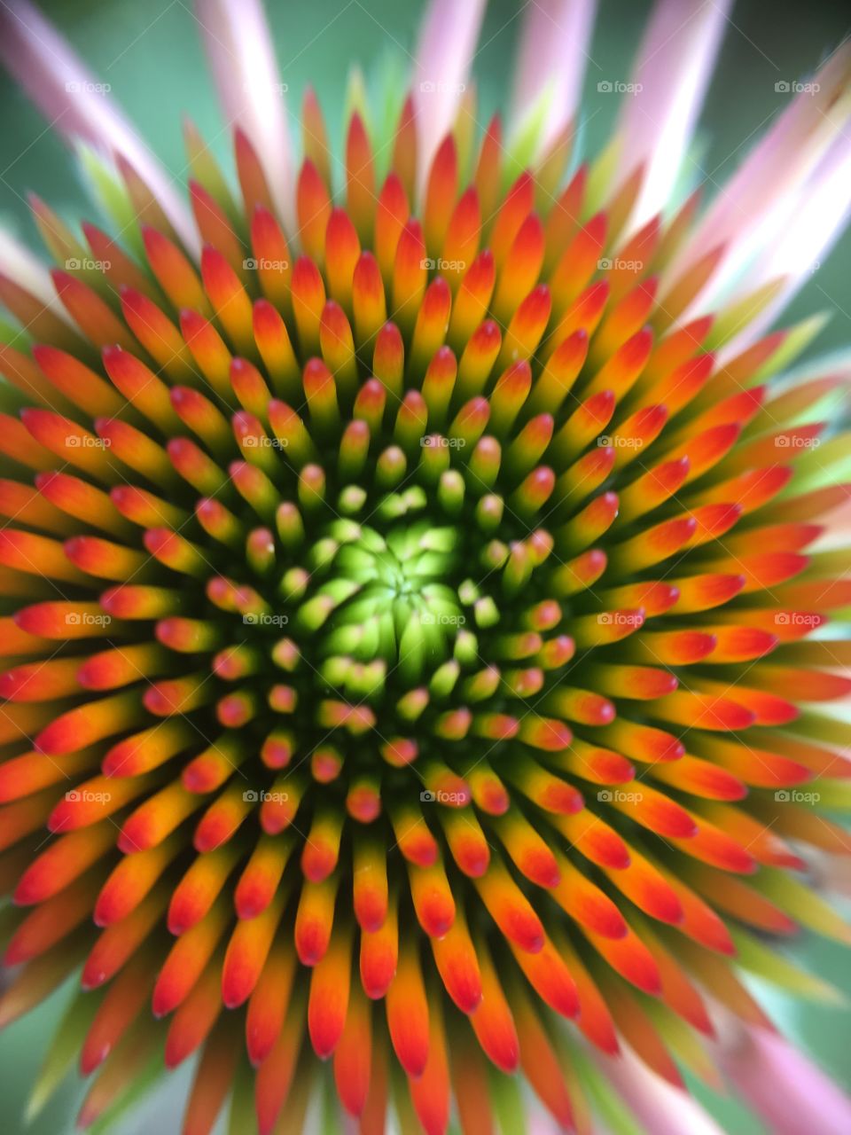 Center of coneflower