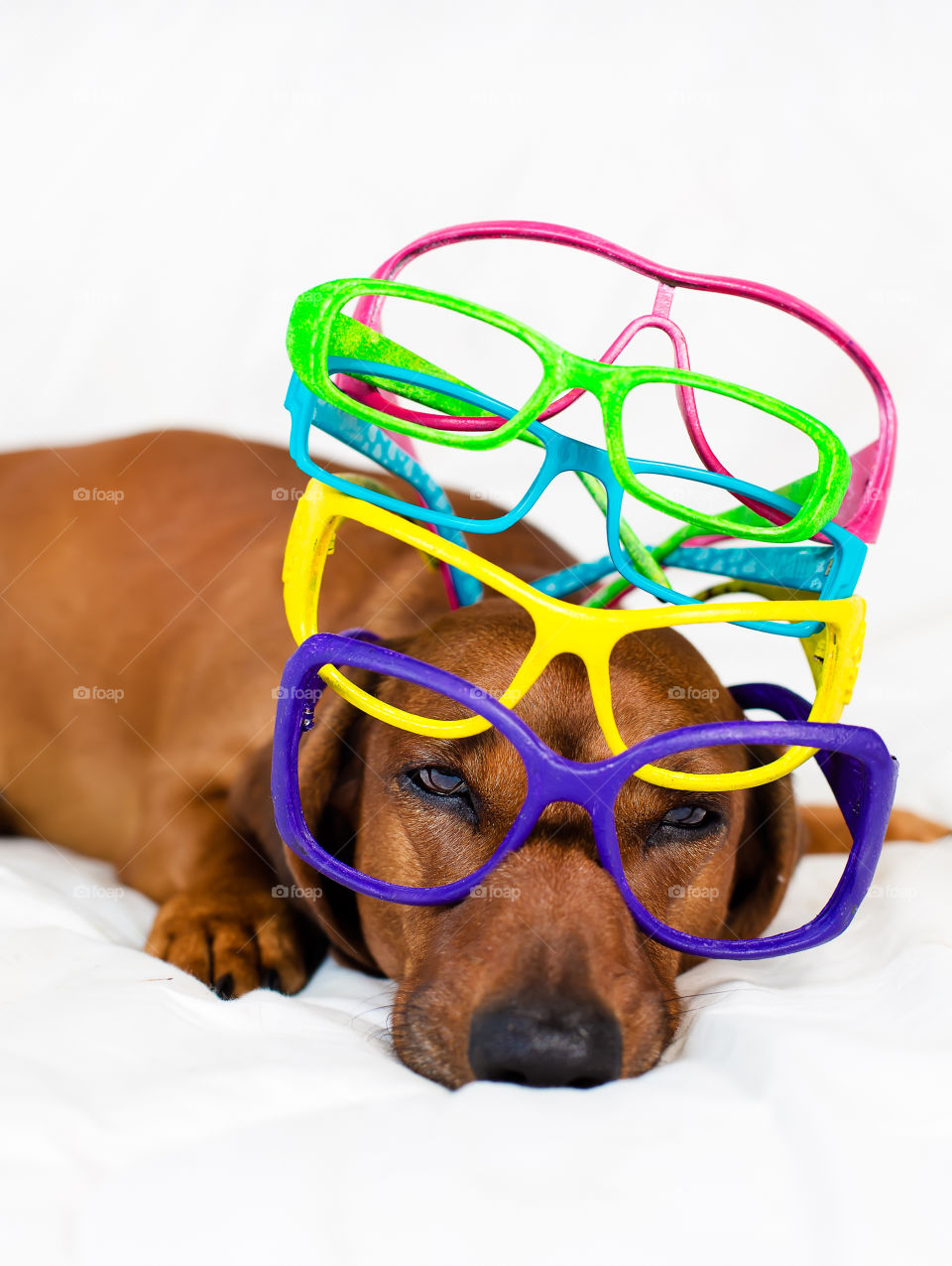 Dog and colorful eyewears