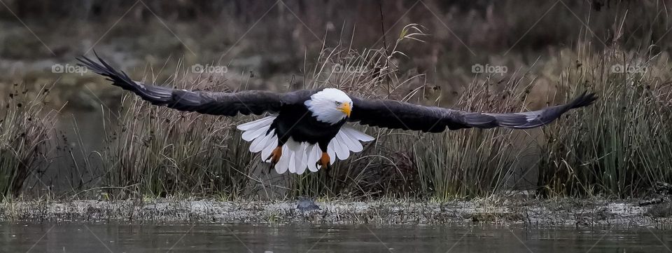 Bald eagle flying over river