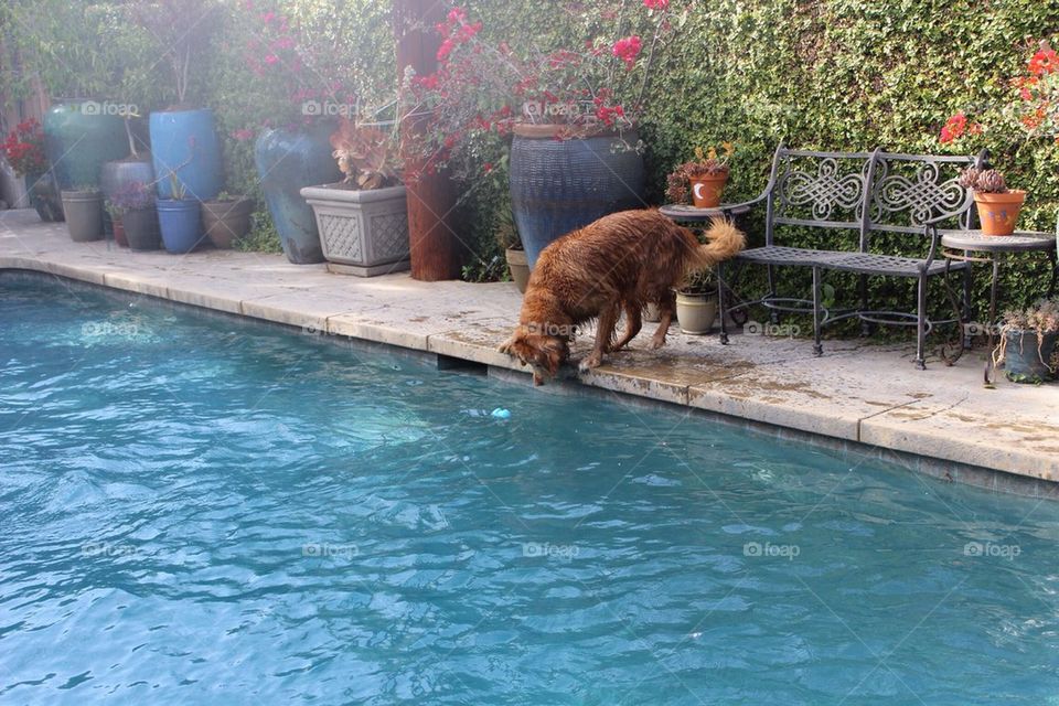 Doggie Water Games