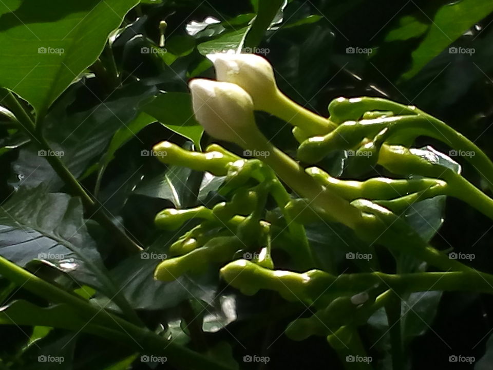 Flower buds