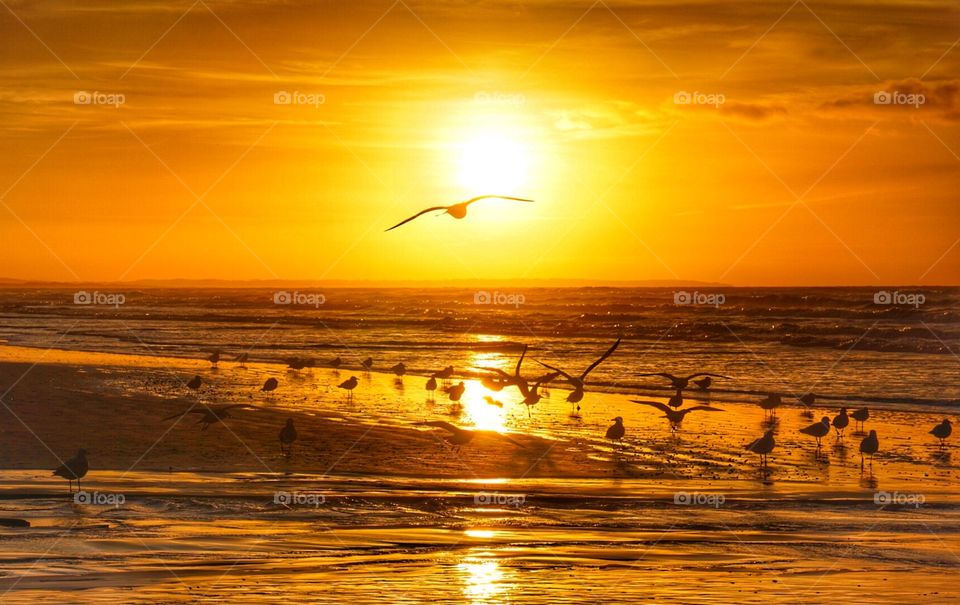 Flying seagulls In sunset