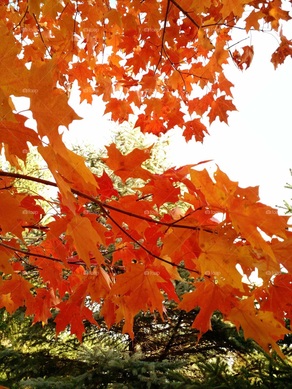 Fall Fire