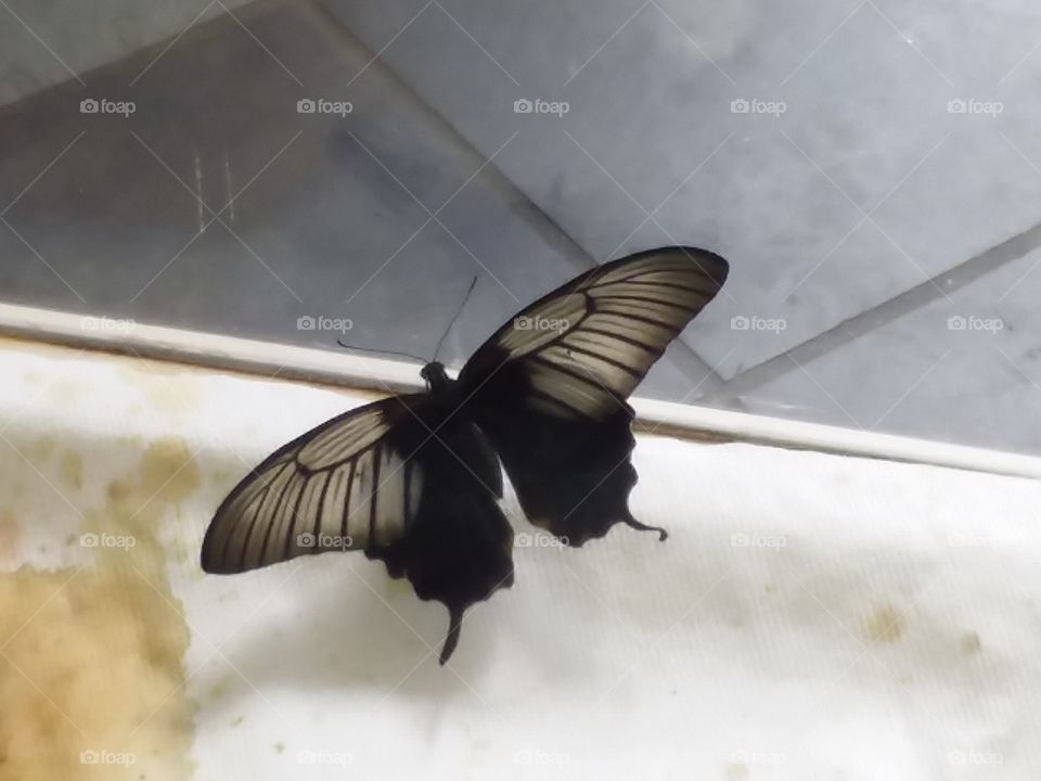 Black Butterfly spread your wings