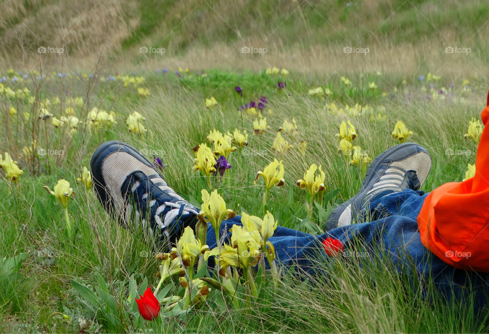 Wild flowers