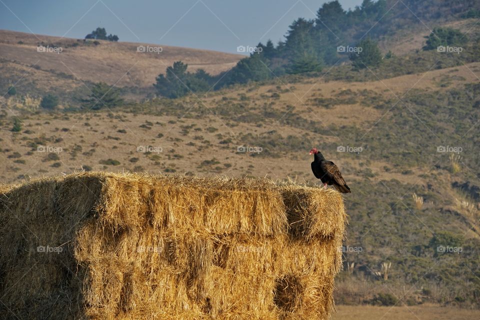 California Turkey Vulture Perched On A Haystack