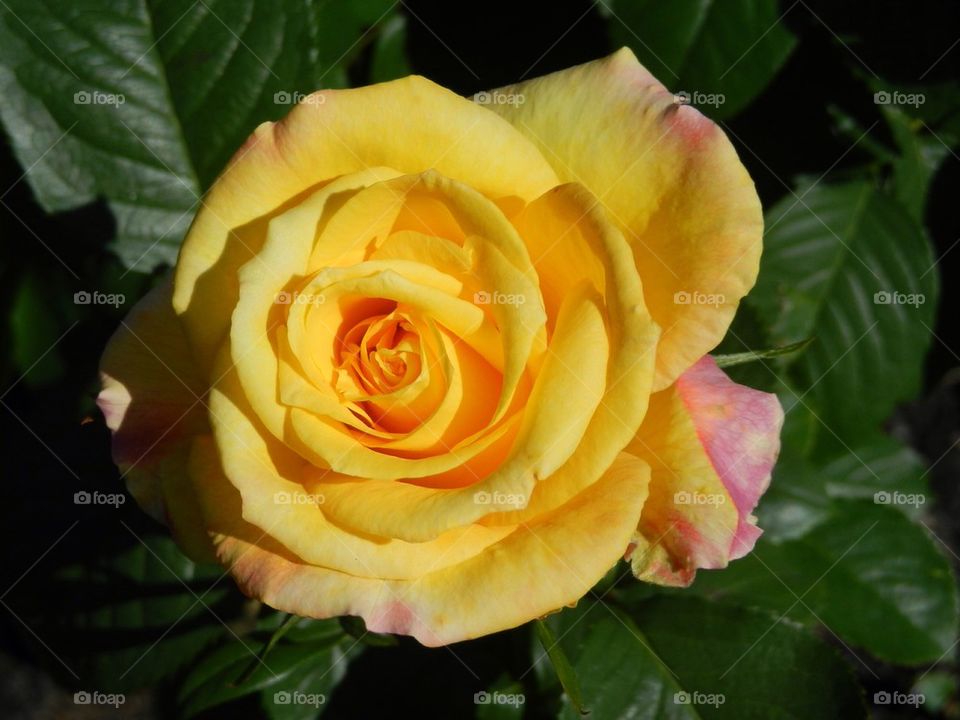 Yellow rose