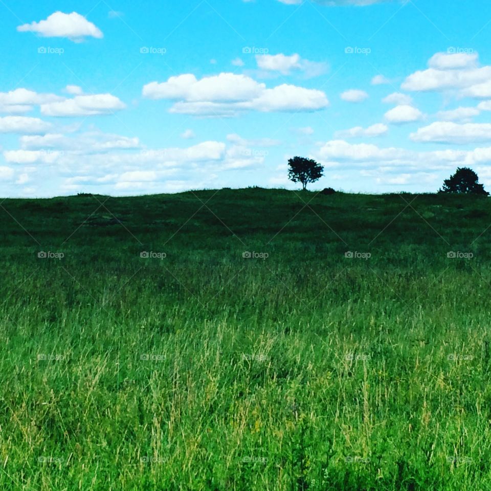 Trees on field 