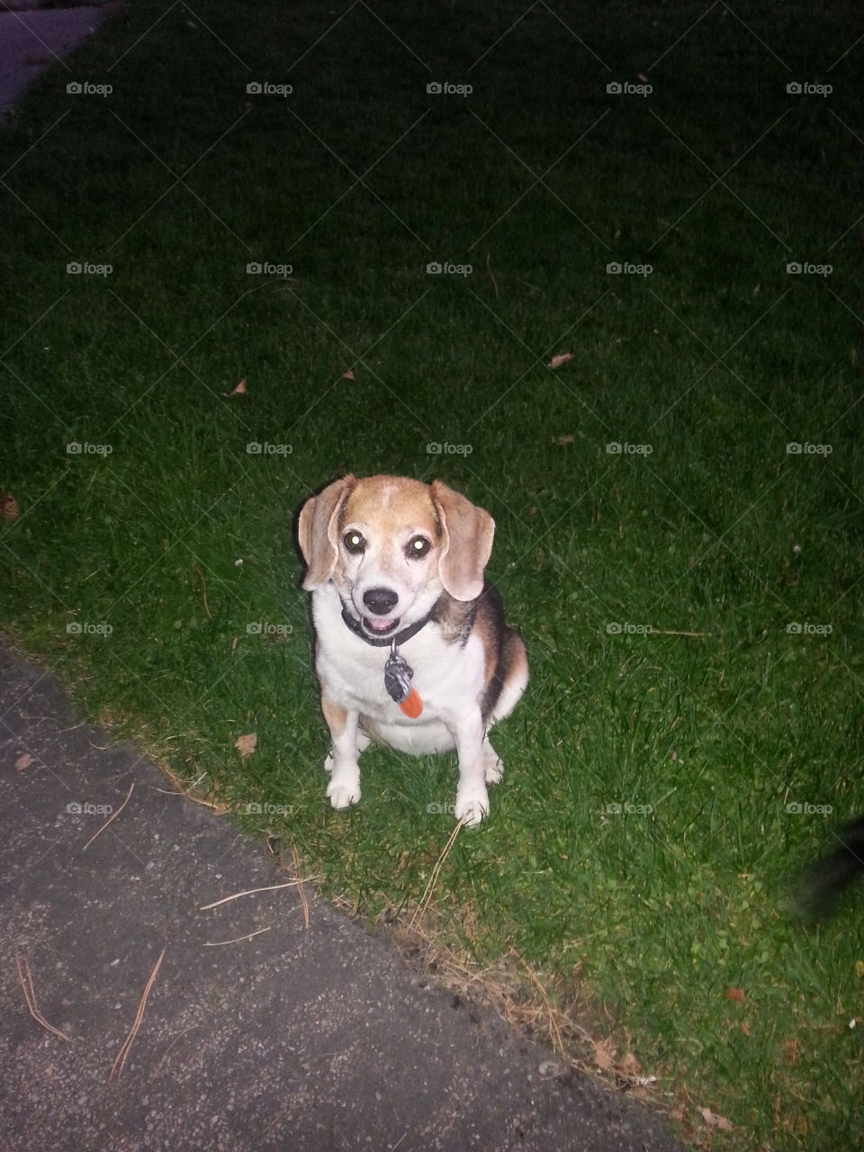Beautiful Beagle