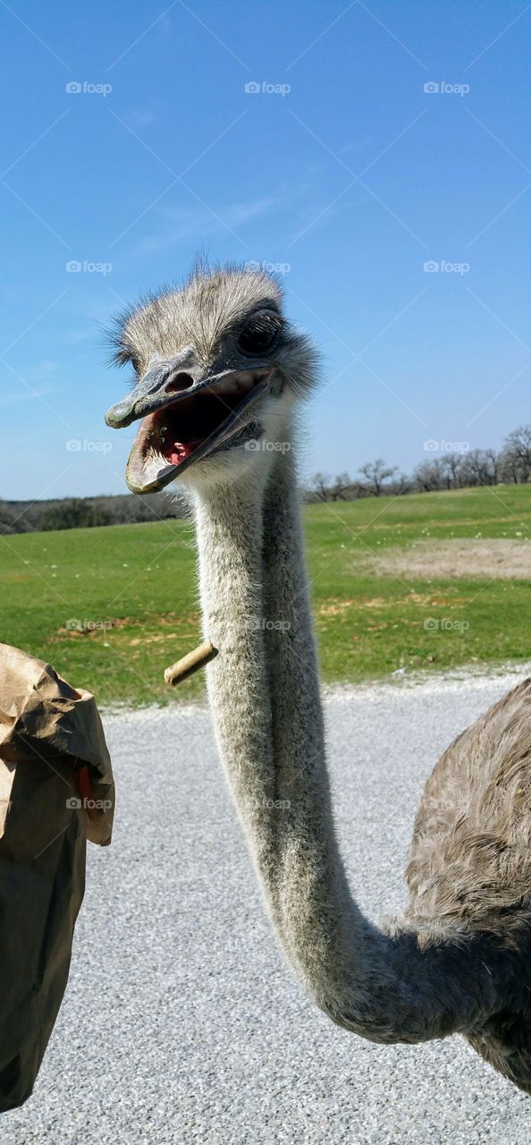 Silly Ostrich