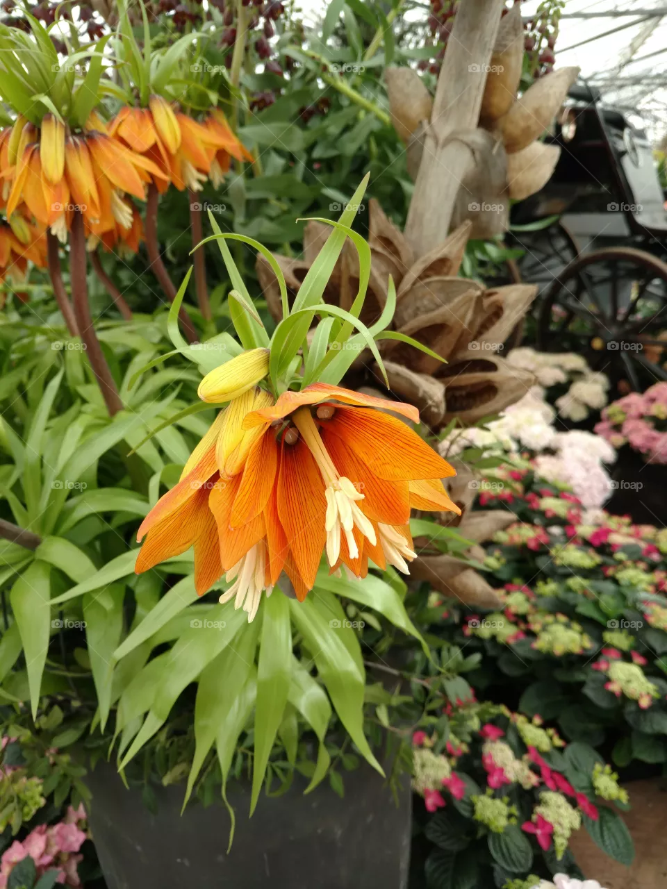 fleur