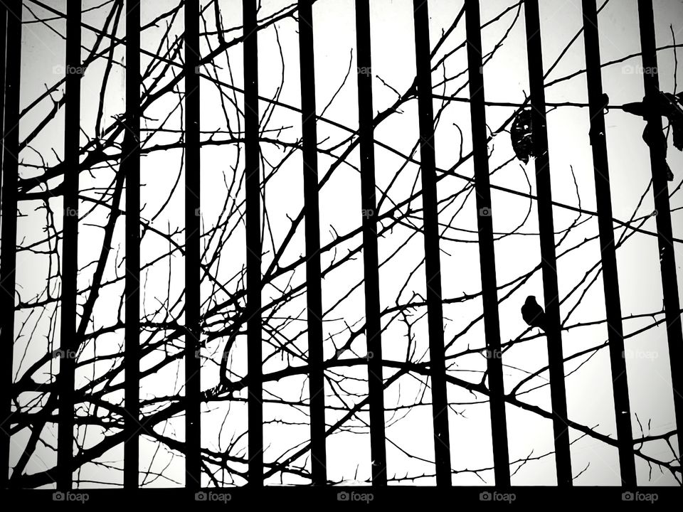 Black and white silhouette of a window, burglar bars, tree branches with no leaves and a bird looking in from outside. Ironically the bird is free and the human is viewing from behind bars.