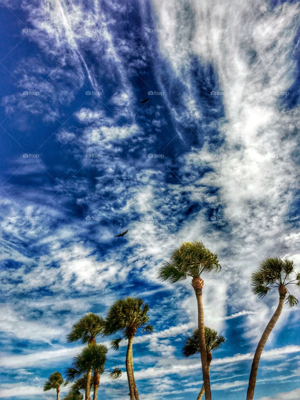 Palm trees & Florida sky