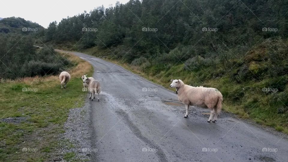 Wide landscape and sheep