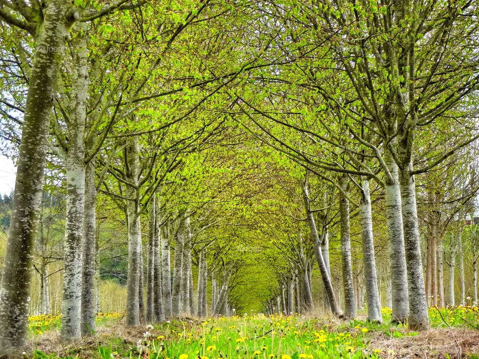 Trees