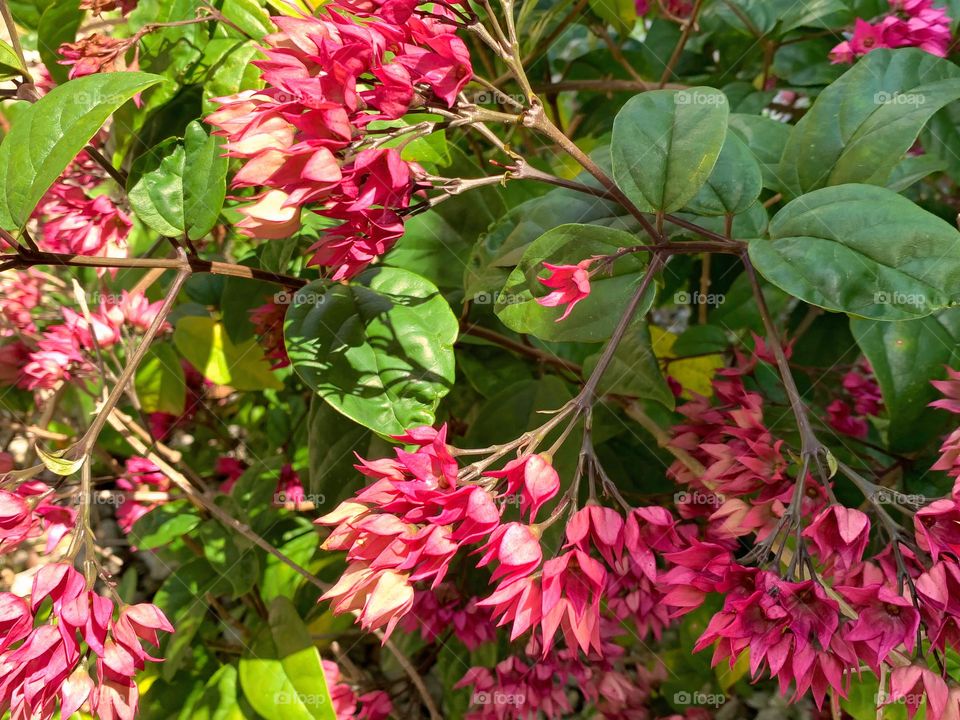 Umbel Clerodendrum, Glorybower, Bleeding Heart Glorybower Plant And Flowers Growing Under The Morning Sun During Spring Time. 