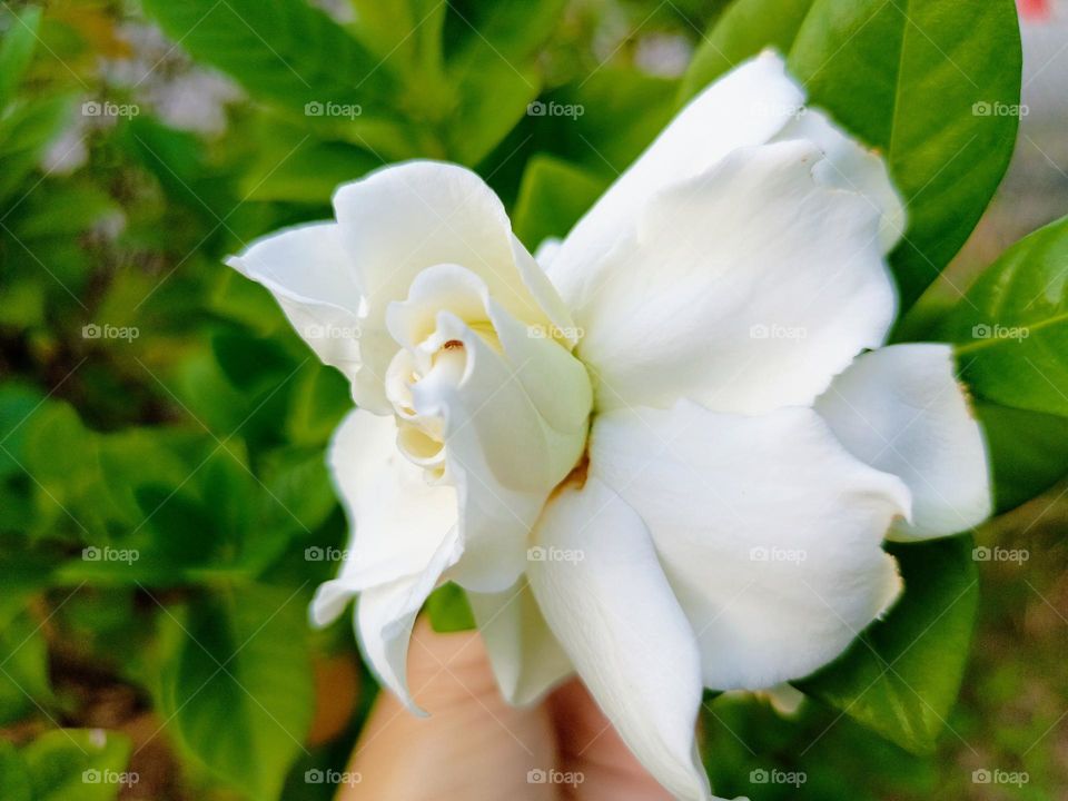 Beautiful flowers