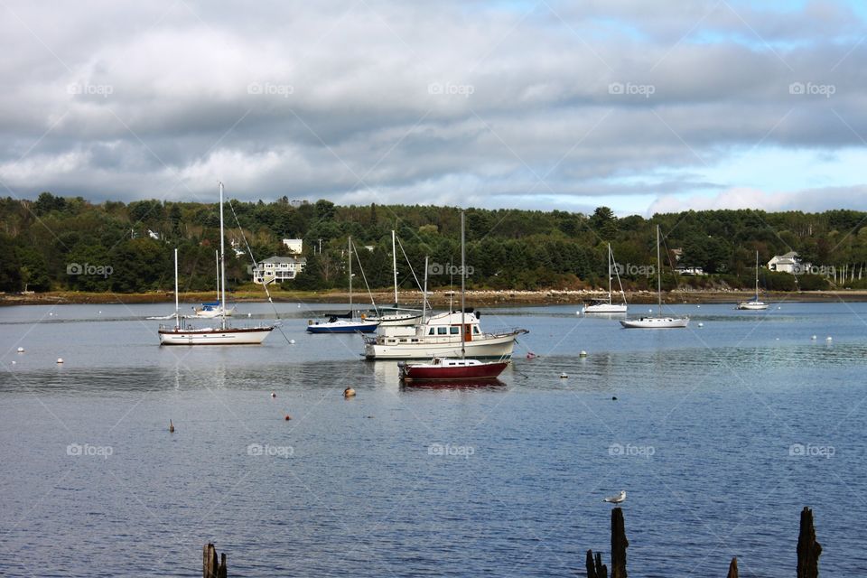 Maines harbors 32
