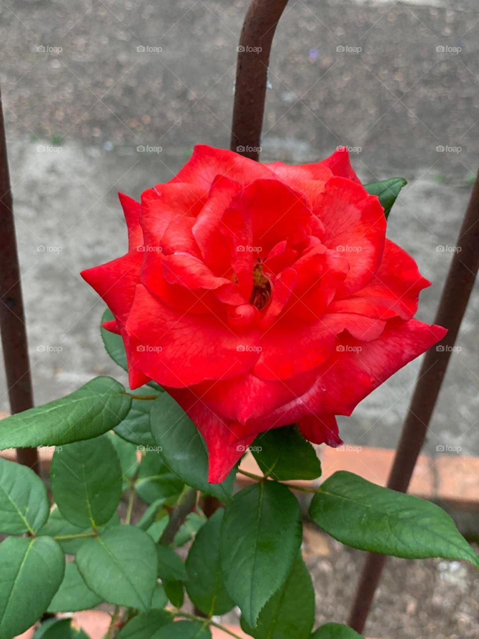 Nature has many tricks... who does not fall in love by this rose?