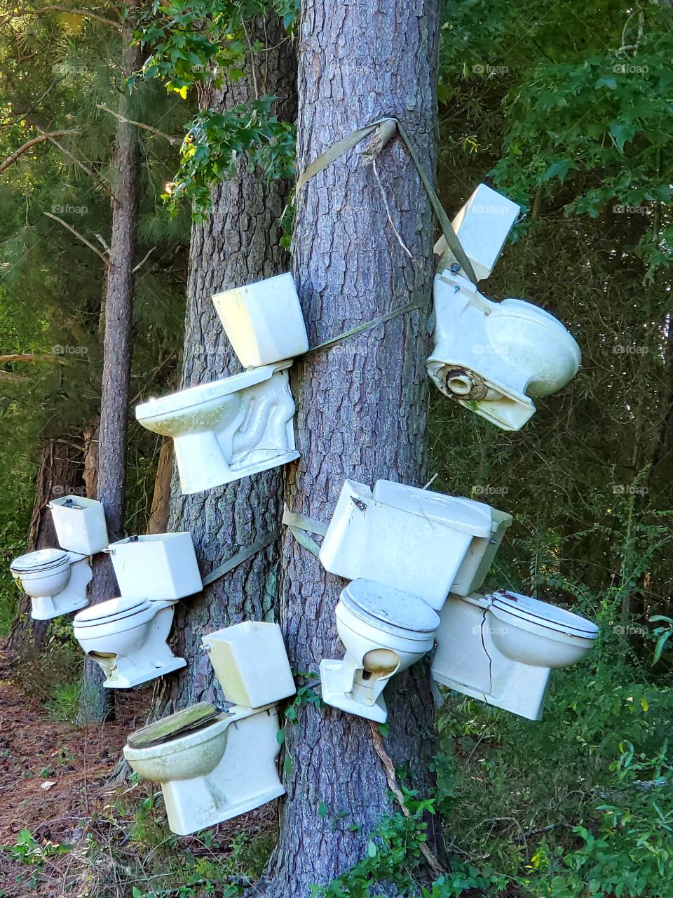 abandoned toilets hanging in the trees
