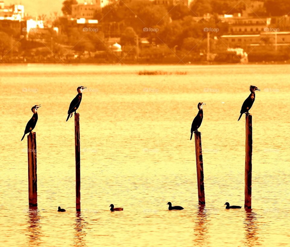 Synchronised . Nature is unpredictable but it's amazing how it sync within itself.