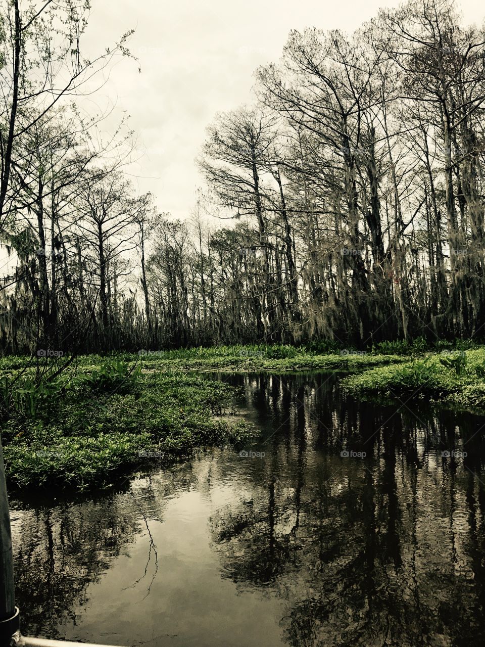 swamp evening 
