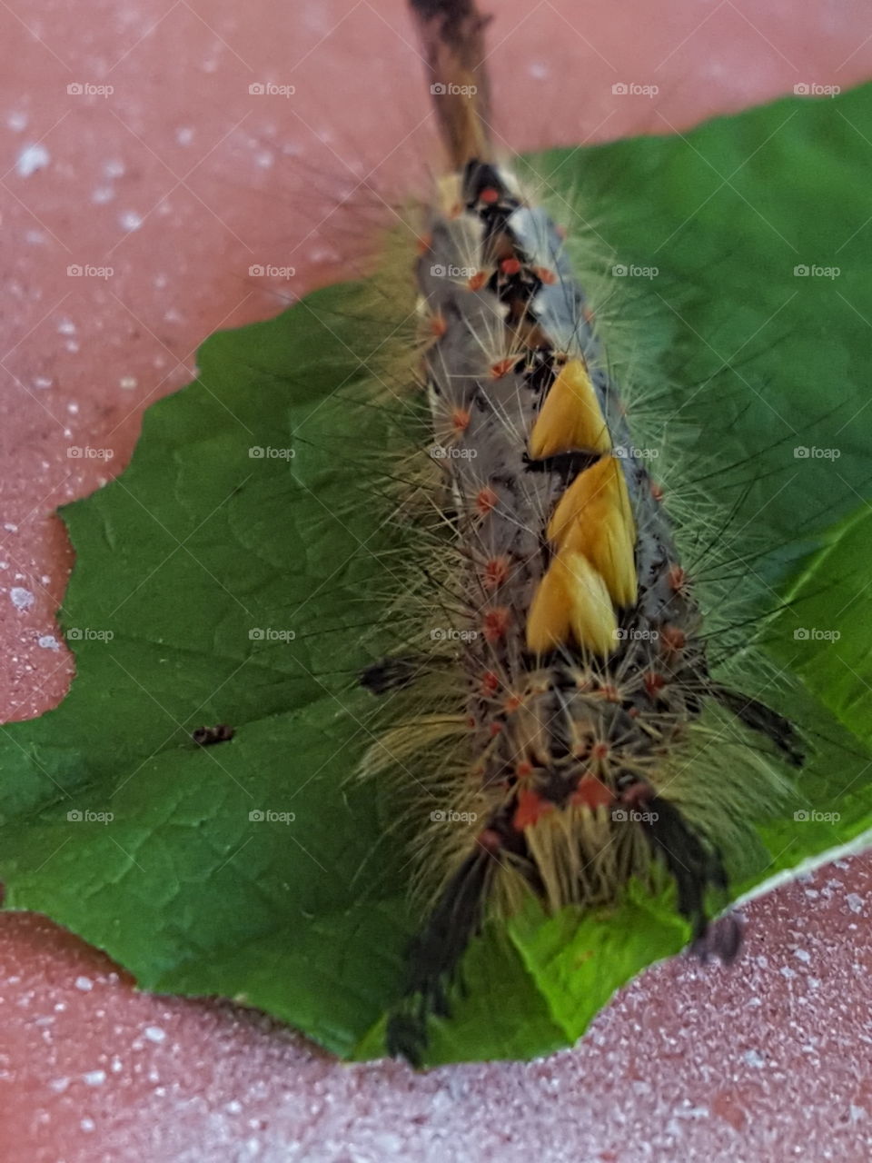 caterpillar