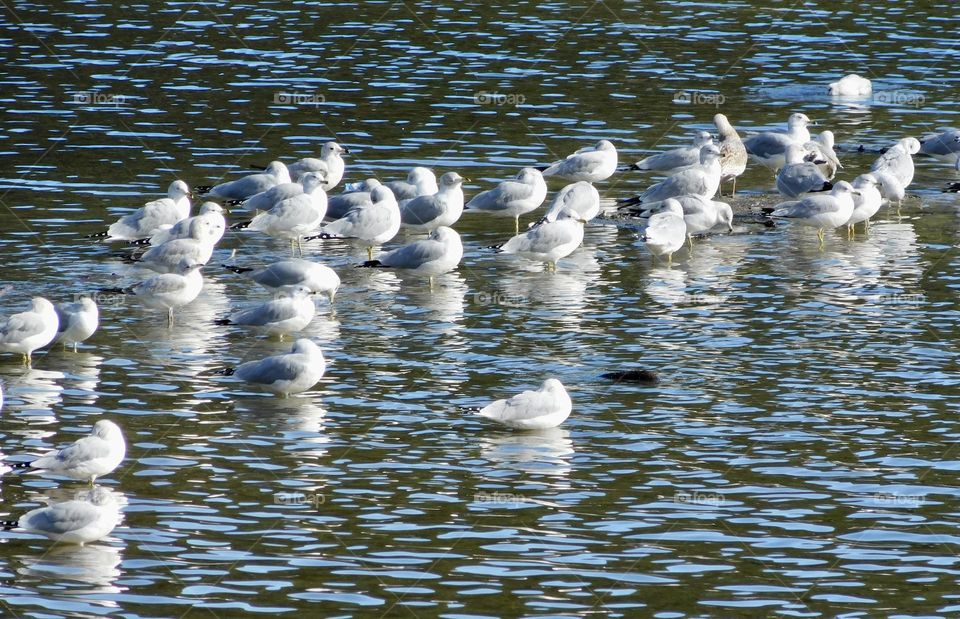 Seagulls at rest, reflection on water 