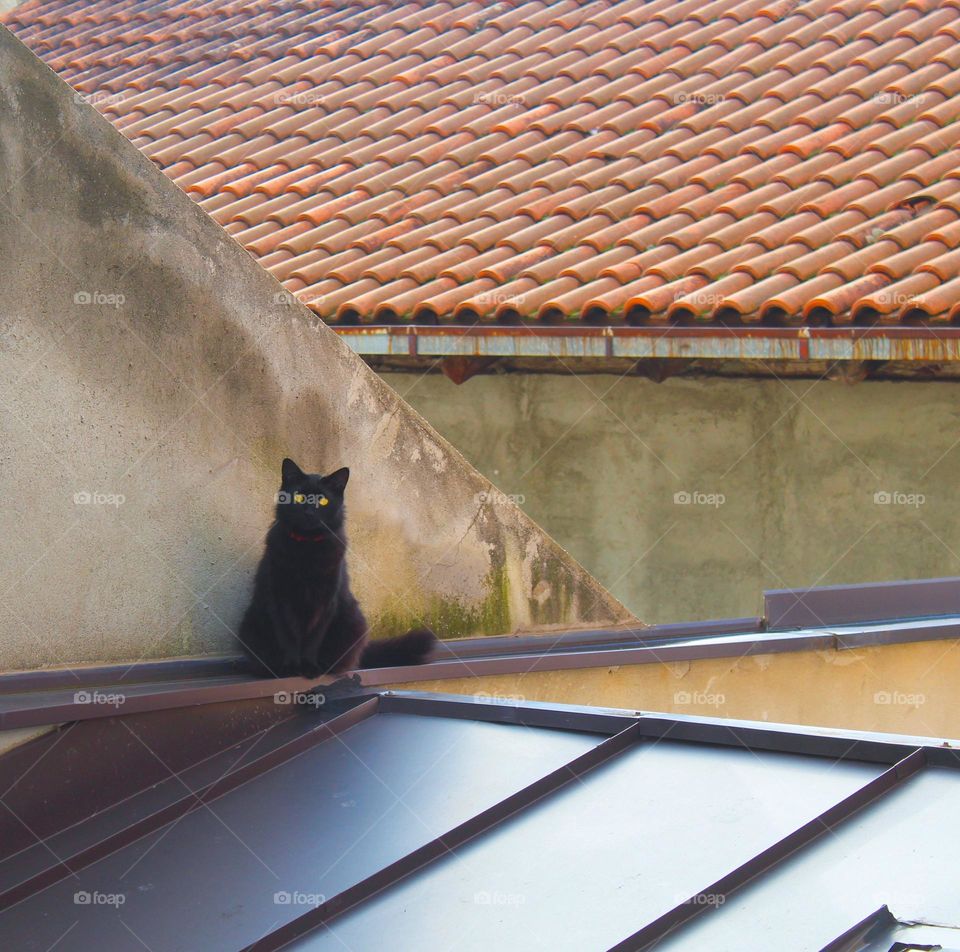A black cat looking at camera and posese among the roofs