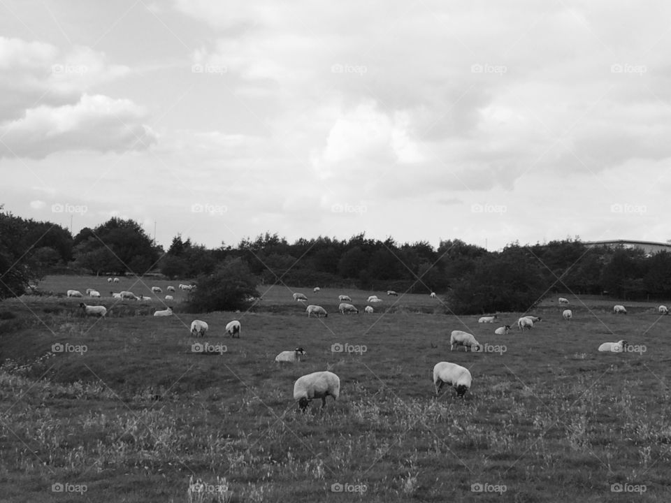 Field of sheeps