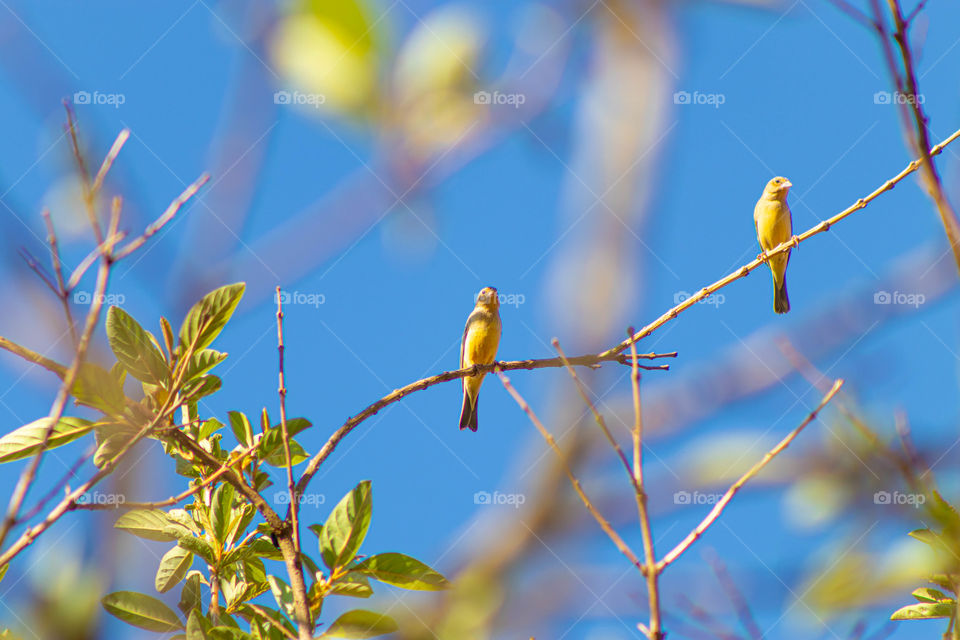 Pássaros amarelos em árvore no Brasil.