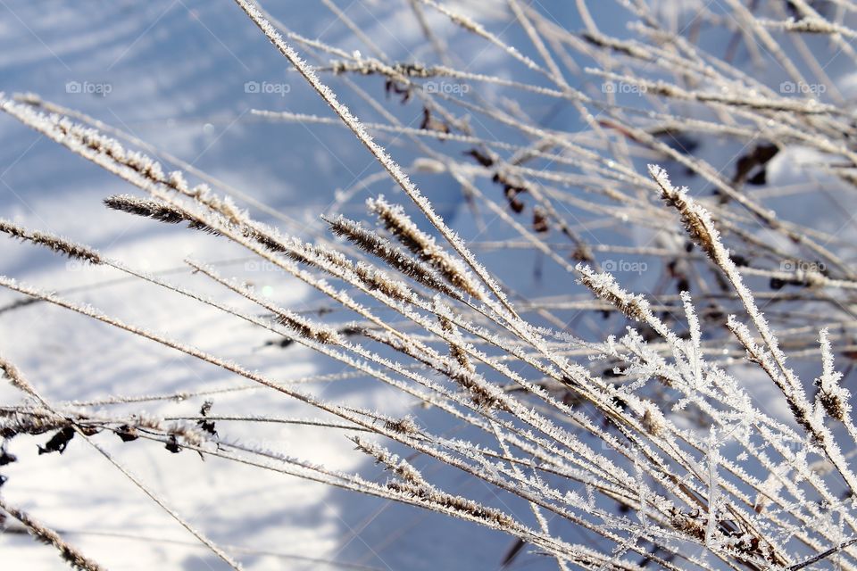 snow snowdrifts in the wood and the frozen grass