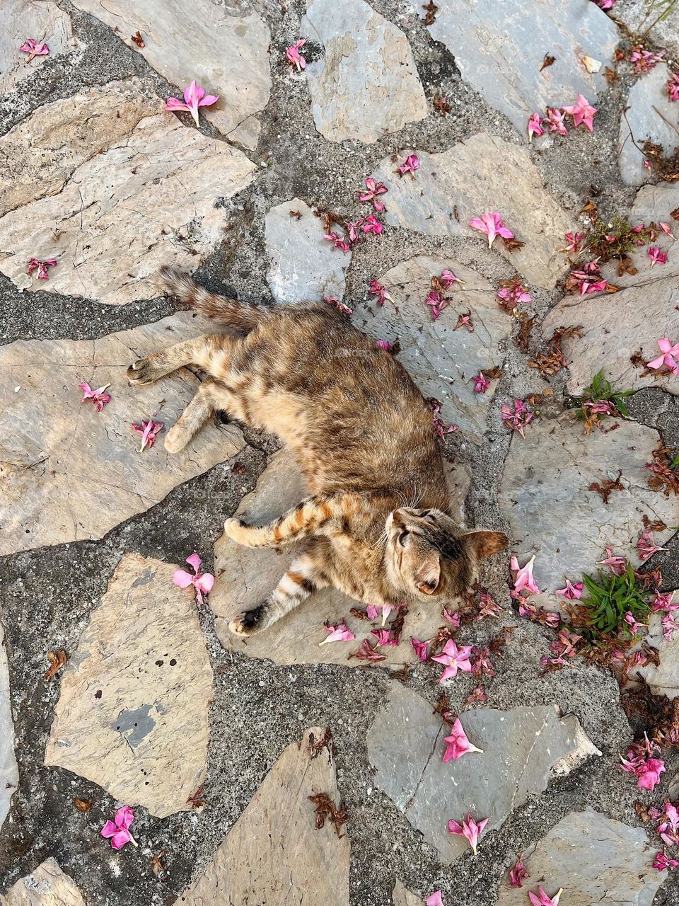 Cat lying on the road with flowers 