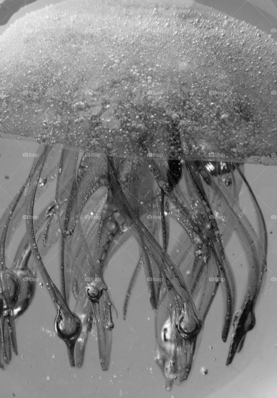 Jelly fish in grey