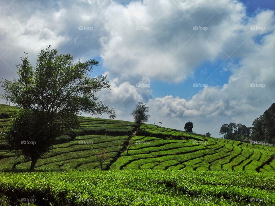 The tea plantation